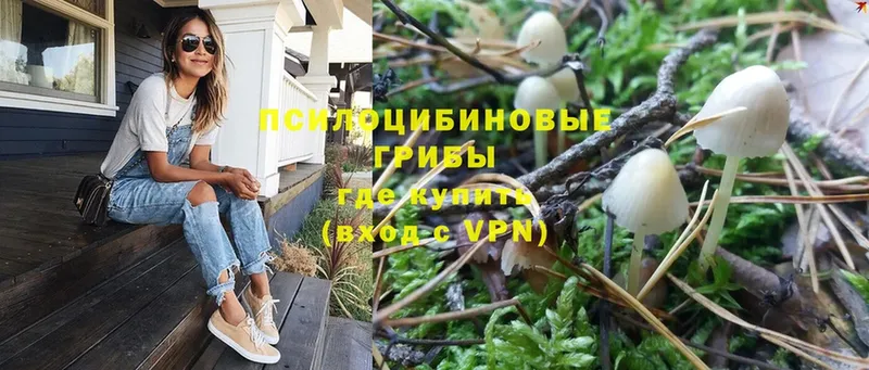 магазин    кракен вход  Галлюциногенные грибы Psilocybe  Ельня 